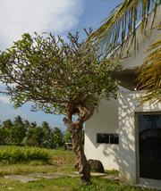 Arkhitact office 